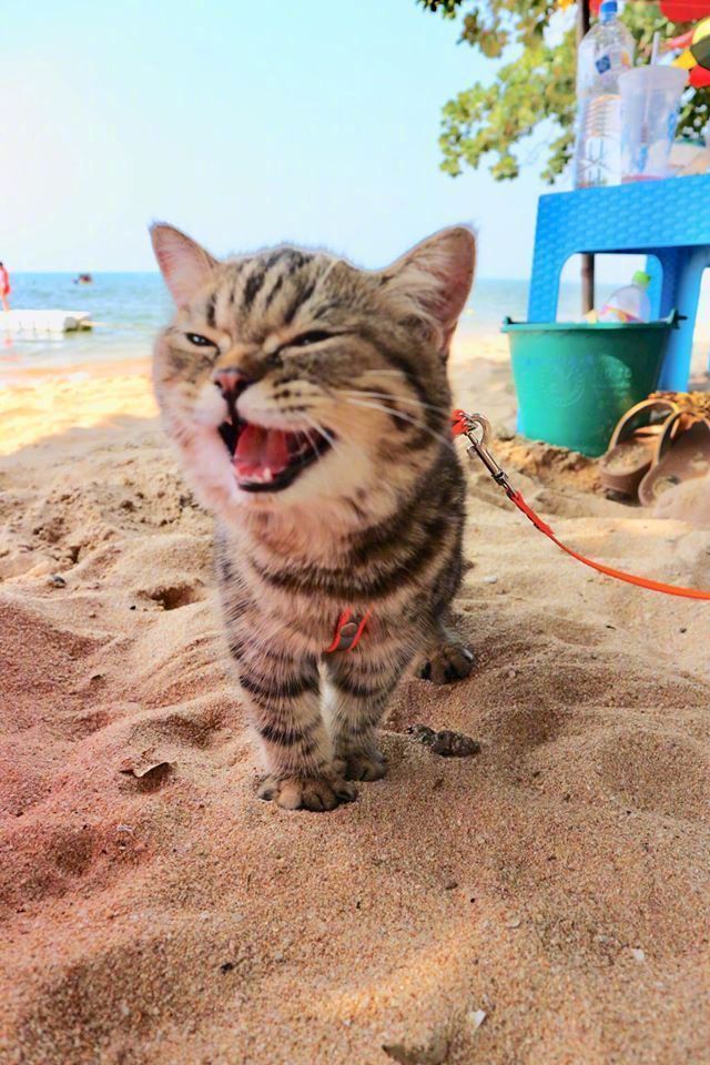 点击大图看下一张：在海边玩耍的猫咪，超开心