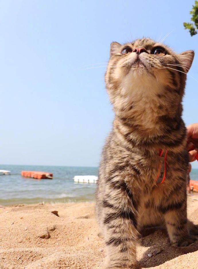 点击大图看下一张：在海边玩耍的猫咪，超开心