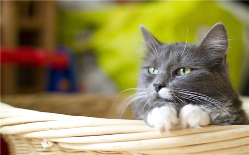 点击大图看下一张：喜欢卖萌的猫咪图片