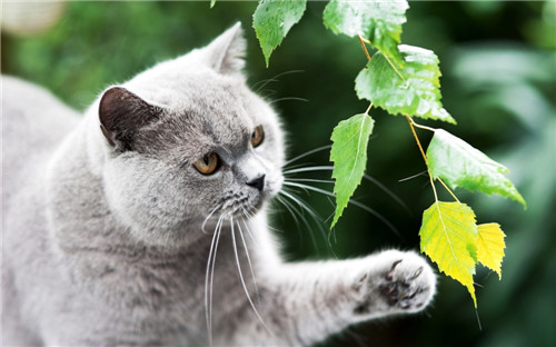 点击大图看下一张：喜欢卖萌的猫咪图片