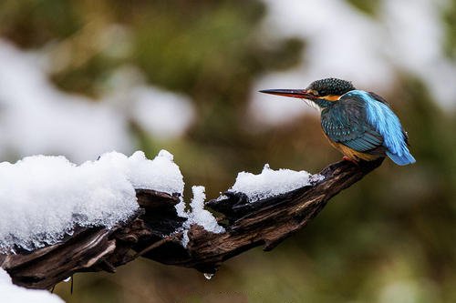点击大图看下一张：冬天里的翠鸟图片