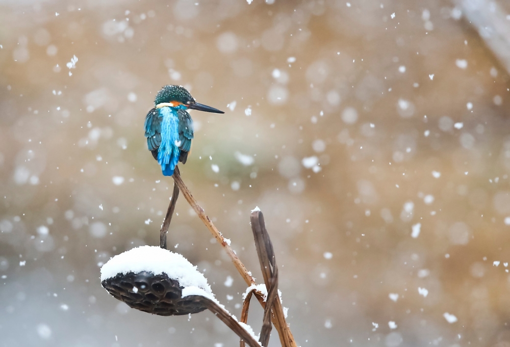点击大图看下一张：冬天里的翠鸟图片