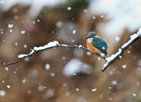 冬天里的翠鸟图片
