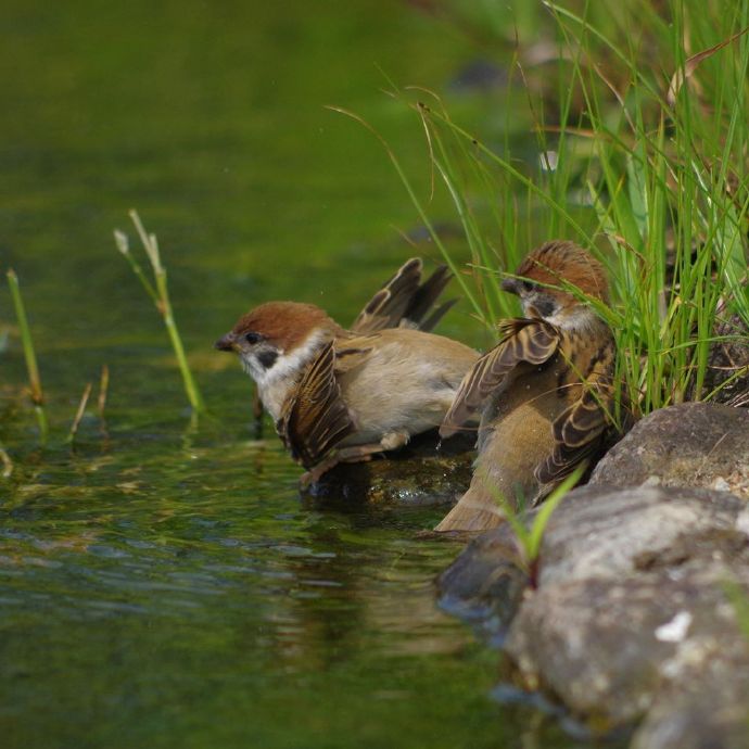 点击大图看下一张：水里避暑嬉戏的小麻雀们