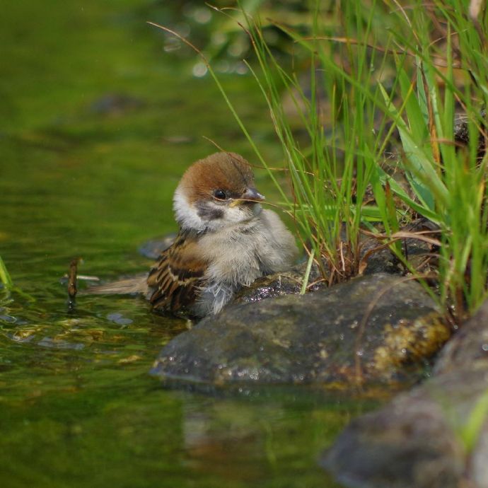 点击大图看下一张：水里避暑嬉戏的小麻雀们