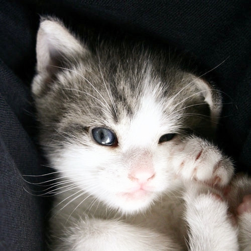 点击大图看下一张：超级呆萌可爱的小猫咪