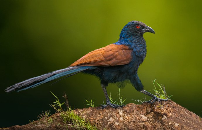 点击大图看下一张：漂亮生动的鸟类摄影图片