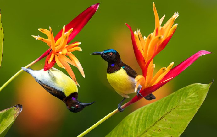 点击大图看下一张：漂亮生动的鸟类摄影图片