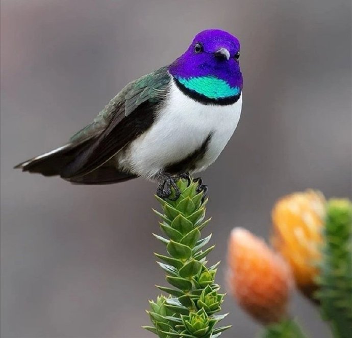 点击大图看下一张：一组色彩鲜艳的小鸟图片