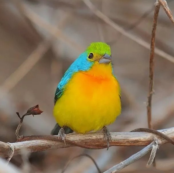 点击大图看下一张：一组色彩鲜艳的小鸟图片