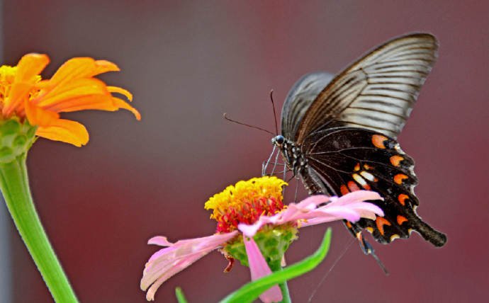 点击大图看下一张：一组美丽的金凤蝶、玉带凤蝶