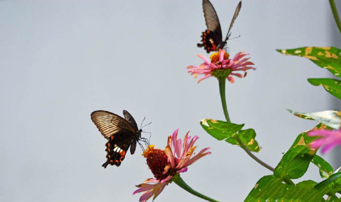 点击大图看下一张：一组美丽的金凤蝶、玉带凤蝶