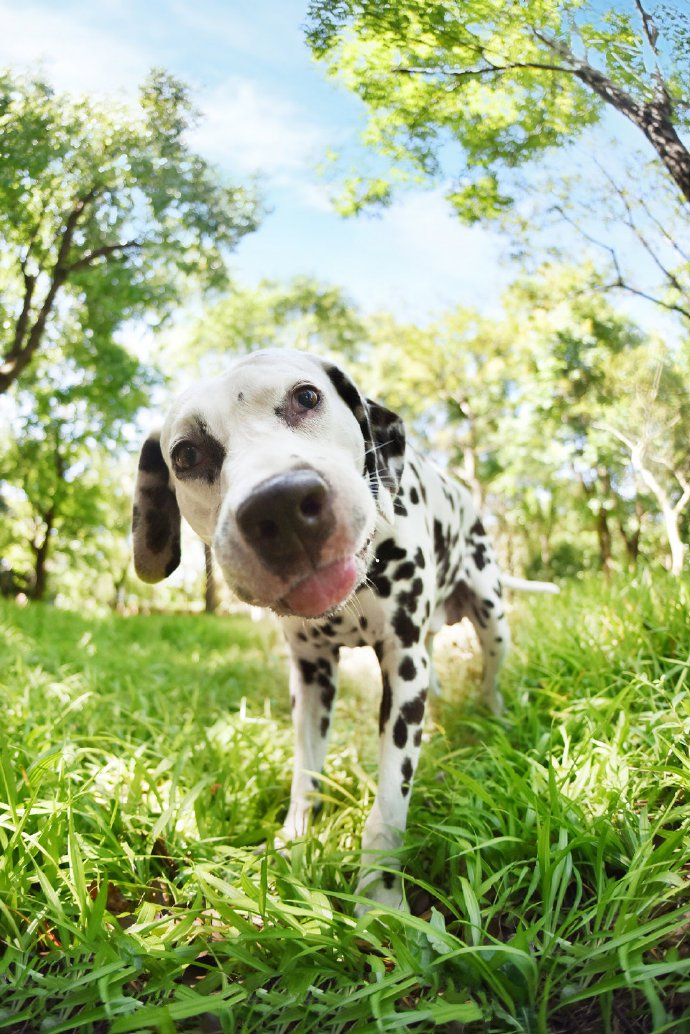 点击大图看下一张：一组超可爱的斑点狗图片