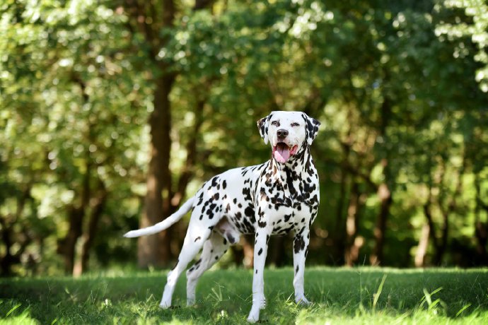 点击大图看下一张：一组超可爱的斑点狗图片