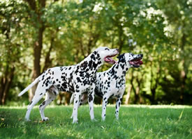 一组超可爱的斑点狗图片