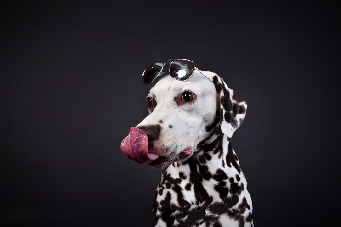 点击大图看下一张:一组超可爱的斑点狗图片