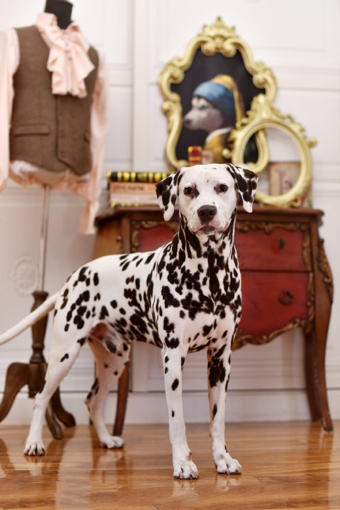 点击大图看下一张:一组超可爱的斑点狗图片