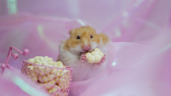 点击大图看下一张：一组爱吃小饼干的小仓鼠