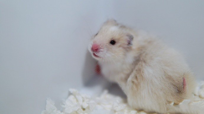 点击大图看下一张：一组超可爱的白色小仓鼠图片