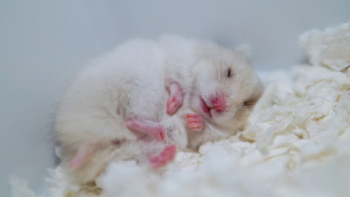 点击大图看下一张：一组超可爱的白色小仓鼠图片