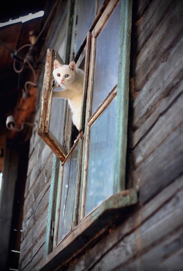 点击大图看下一张：喜欢在窗边玩耍的猫猫