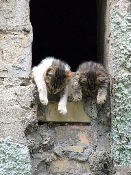 点击大图看下一张：喜欢在窗边玩耍的猫猫