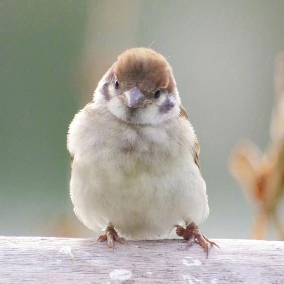 点击大图看下一张：肥嘟嘟的小鸟图片