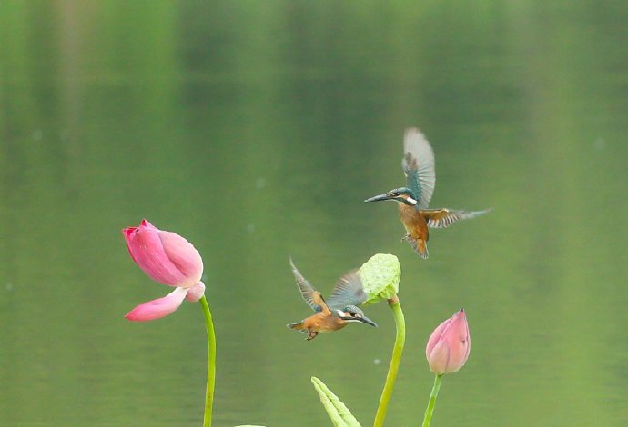 点击大图看下一张：玲珑可人的荷塘翠鸟图片