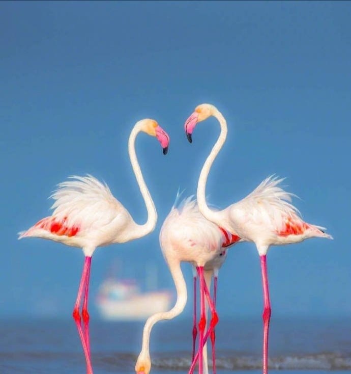 点击大图看下一张：甜甜的粉色火烈鸟图片
