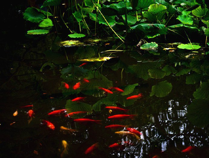 点击大图看下一张：翠绿荷塘里的红色锦鲤图片
