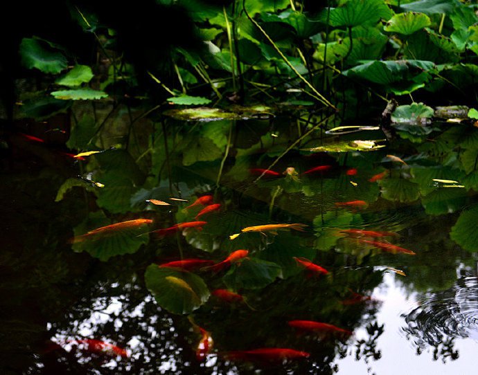 点击大图看下一张：翠绿荷塘里的红色锦鲤图片