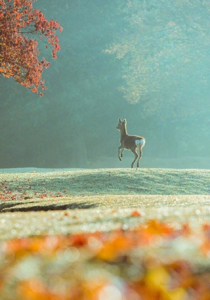 点击大图看下一张：镜头下秋日的奈良小鹿
