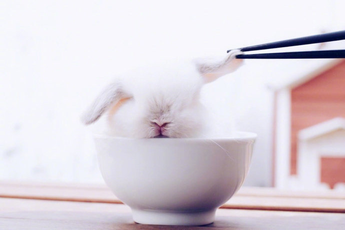 点击大图看下一张：又白又软的小兔子，超级可爱