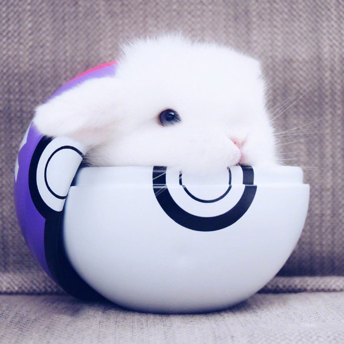 点击大图看下一张：又白又软的小兔子，超级可爱