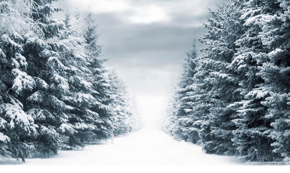 点击大图看下一张：银装素裹的冬日雪景图片