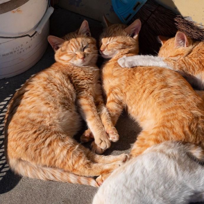 点击大图看下一张：一组超萌有爱的喵星人图片