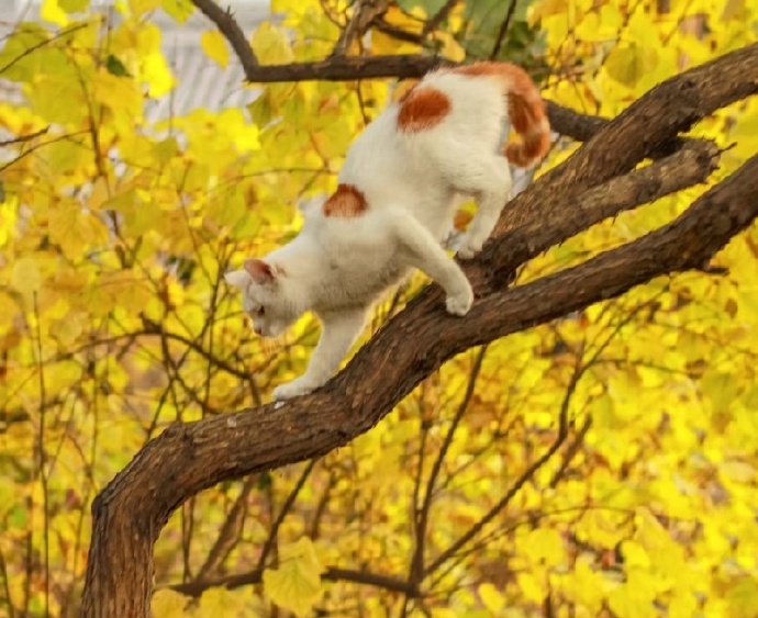 点击大图看下一张：一组落叶下的猫咪图片