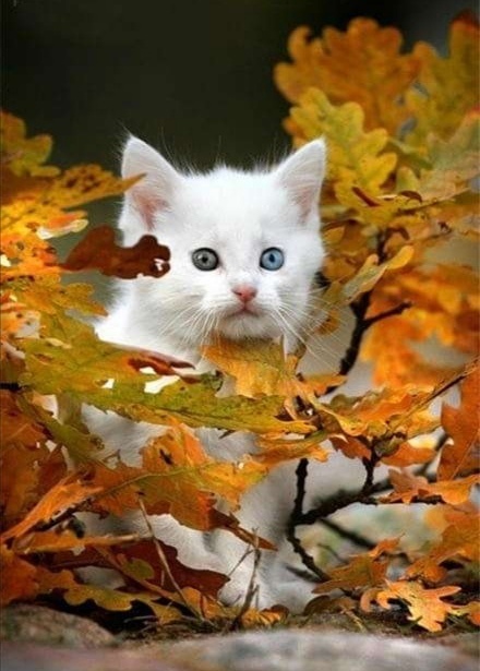 点击大图看下一张：一组落叶下的猫咪图片