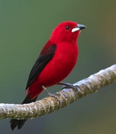 点击大图看下一张：一组红红火火的小小鸟图片