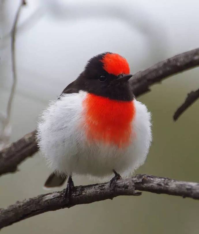 点击大图看下一张：一组红红火火的小小鸟图片