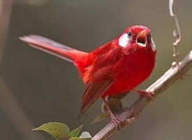 一组红红火火的小小鸟图片
