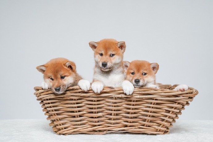 点击大图看下一张：篮子里超可爱的小柴犬图片