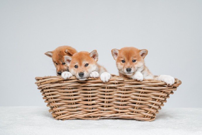 点击大图看下一张：篮子里超可爱的小柴犬图片