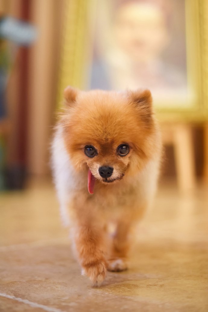 点击大图看下一张：一组橘色超可爱的博美狗狗