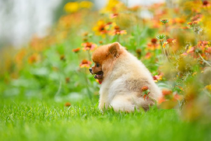 点击大图看下一张：一组橘色超可爱的博美狗狗