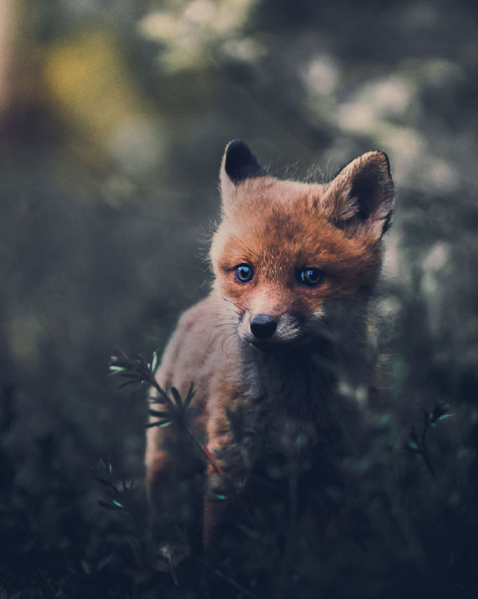 点击大图看下一张：一组野外可爱的小狐狸图片