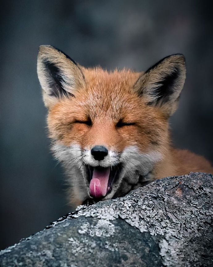 点击大图看下一张：一组野外可爱的小狐狸图片