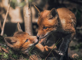一组野外可爱的小狐狸图片