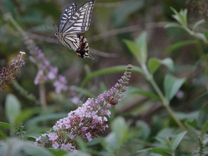 点击大图看下一张：又见蝴蝶，美丽的凤尾蝶
