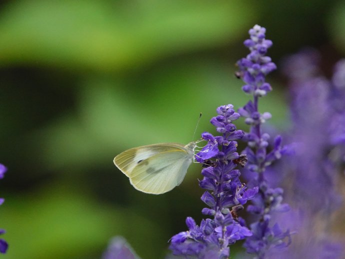 点击大图看下一张：又见蝴蝶，美丽的凤尾蝶